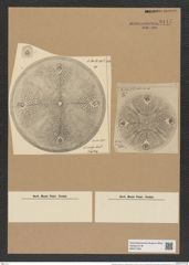 Aulacodiscus petersii var. asperulus Rattr. (de-Toni-Nr.: Genus 182, Species 4544) Zeichnungen Sammlung Grunow Nr. 8147 (NHMW-BOT-W0377506)